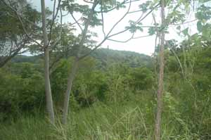 Roatan land for sale by owner