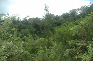 Roatan land for sale by owner